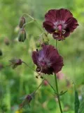 Geranium градински многогодишни сортове със снимки, дизайн приложение