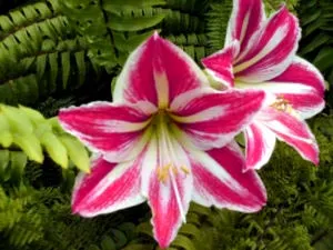 Hippeastrum ápolási otthon átadása és reprodukciós