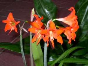 Hippeastrum ápolási otthon átadása és reprodukciós