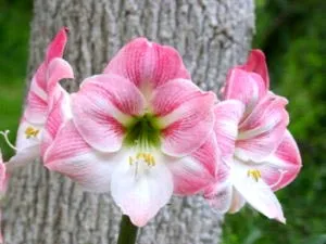 Hippeastrum ápolási otthon átadása és reprodukciós