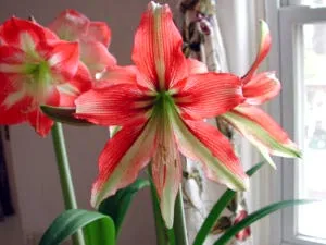 Hippeastrum ápolási otthon átadása és reprodukciós