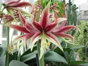 Hippeastrum ápolási otthon átadása és reprodukciós