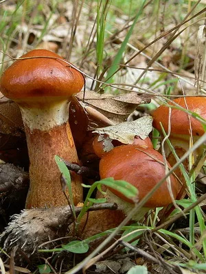 În cazul în care vă puteți colecta Boletus, în creștere ca ciupercile în pădure fotografie și informații pentru culegătorii de ciuperci