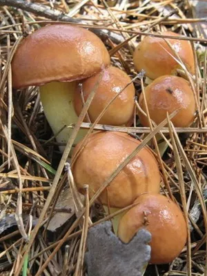 În cazul în care vă puteți colecta Boletus, în creștere ca ciupercile în pădure fotografie și informații pentru culegătorii de ciuperci