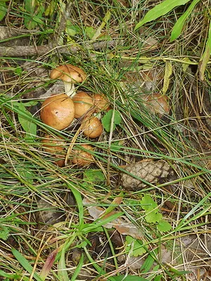 În cazul în care vă puteți colecta Boletus, în creștere ca ciupercile în pădure fotografie și informații pentru culegătorii de ciuperci