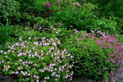 Geranium градински многогодишни сортове със снимки, дизайн приложение