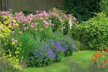 Geranium градински многогодишни сортове със снимки, дизайн приложение