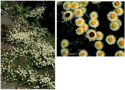 Gelihrizum - örök virág