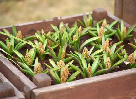 plantare Hyacinth, îngrijire, hrănire și reproducere pe