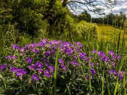 Geranium градински многогодишни сортове със снимки, дизайн приложение