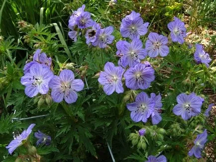 Geranium градински многогодишни сортове със снимки, дизайн приложение