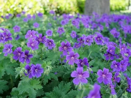 Geranium градински многогодишни сортове със снимки, дизайн приложение