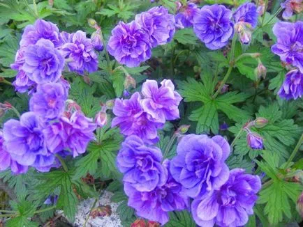 Geranium градински многогодишни сортове със снимки, дизайн приложение