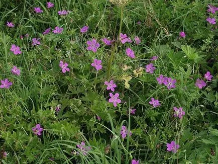 Geranium градински многогодишни сортове със снимки, дизайн приложение