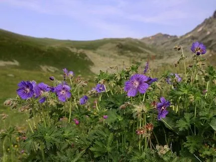 Geranium градински многогодишни сортове със снимки, дизайн приложение