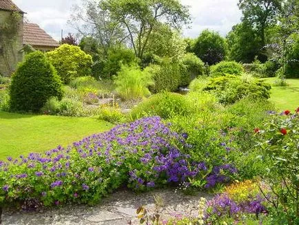 Geranium градински многогодишни сортове със снимки, дизайн приложение