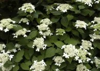 Hydrangea specii populare cu fotografii, sfaturi cu privire la creștere, îngrijire adecvată și metode de reproducere