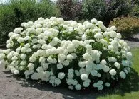 Hydrangea specii populare cu fotografii, sfaturi cu privire la creștere, îngrijire adecvată și metode de reproducere