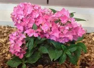 Hydrangea specii populare cu fotografii, sfaturi cu privire la creștere, îngrijire adecvată și metode de reproducere