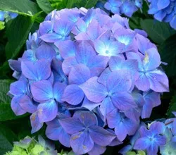 Hydrangea видове и сортове, предназначени за българските градини