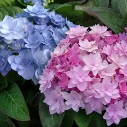 Hydrangea видове и сортове, предназначени за българските градини