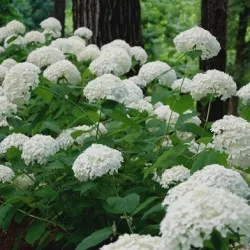 Hydrangea видове и сортове, предназначени за българските градини