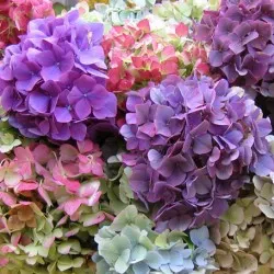 Hydrangea видове и сортове, предназначени за българските градини