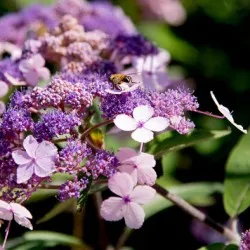 Hydrangea видове и сортове, предназначени за българските градини