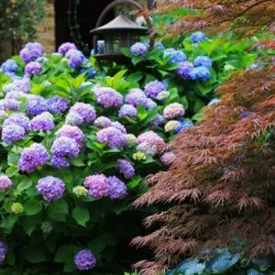 Hydrangea видове и сортове, предназначени за българските градини