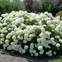 Hydrangea видове и сортове, предназначени за българските градини