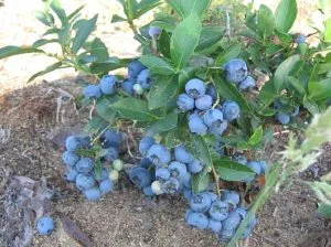 Blueberry Garden - ültetés és gondozás