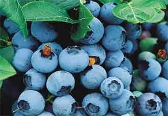 Blueberry Garden - засаждане и грижи