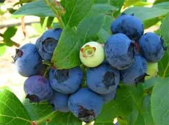 Blueberry Garden - ültetés és gondozás