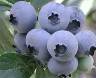 Blueberry Garden - ültetés és gondozás