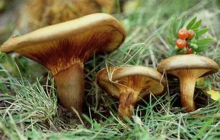 Mushroom плевня - svinushki тънък описание, симптоми на отравяне