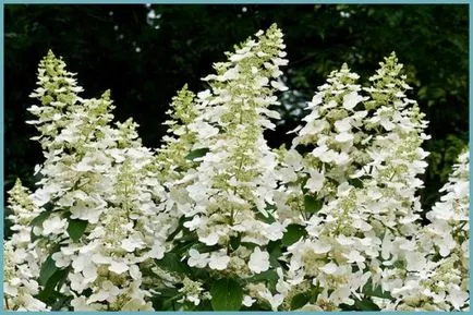 Hydrangea видове и сортове, предназначени за българските градини