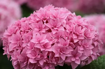 Hydrangea видове и сортове, предназначени за българските градини