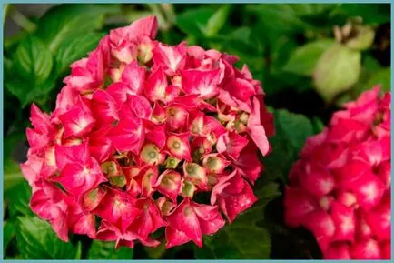 Hydrangea видове и сортове, предназначени за българските градини