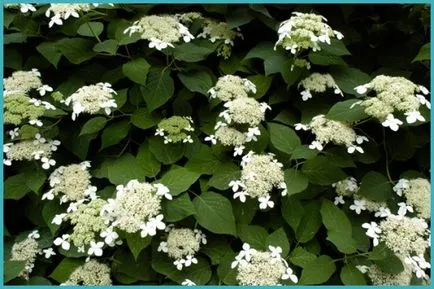 Hydrangea видове и сортове, предназначени за българските градини