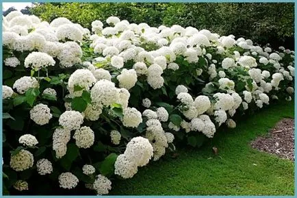 Hydrangea видове и сортове, предназначени за българските градини