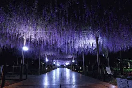 Wisteria - cultivare, propagare, de plantare și îngrijire