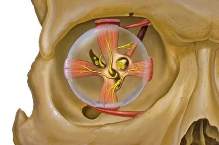 orbitei - anatomie si comunicare cu cavitatea craniului