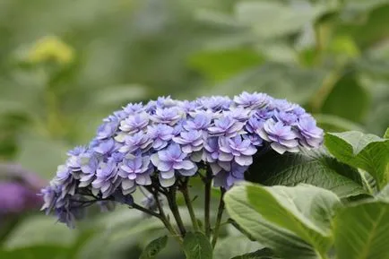 Hydrangea видове и сортове, предназначени за българските градини