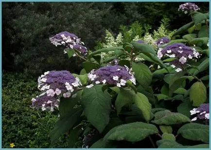 Hydrangea видове и сортове, предназначени за българските градини