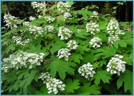 Hydrangea видове и сортове, предназначени за българските градини