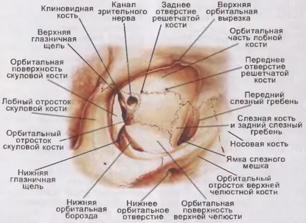 orbitei - anatomie si comunicare cu cavitatea craniului