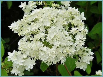 Hydrangea видове и сортове, предназначени за българските градини