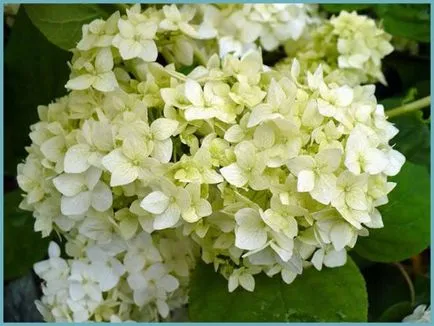 Hydrangea видове и сортове, предназначени за българските градини