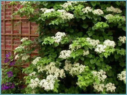 Hydrangea видове и сортове, предназначени за българските градини