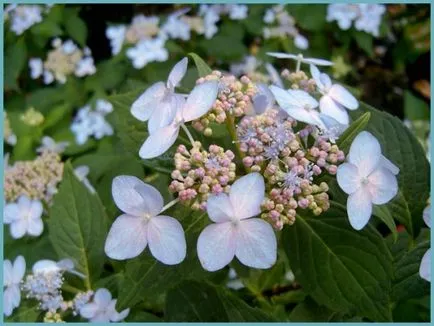 Hydrangea видове и сортове, предназначени за българските градини